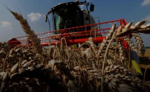 افزایش قیمت گندم در بازار جهانی رکورد ۹ ساله زد