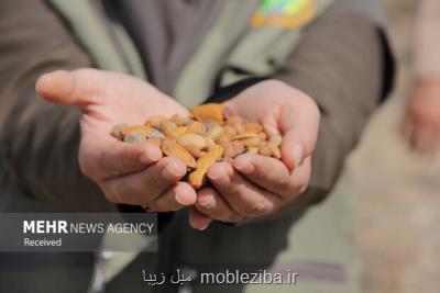 پویش ملی جنگل کاری در 6500 هکتار از مراتع کشور اجرا شد