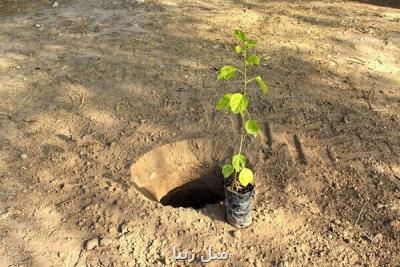 کاشت درخت به نیت هر شهید در بهشت زهرا (س)