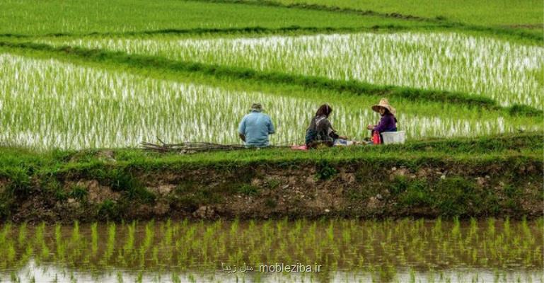 برنج خارجی به قیمت نیم دلار وارد کشور می شود