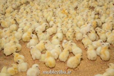 پای تبانی در بین است!