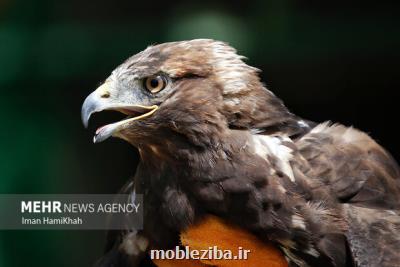 گزارش سرشماری ملی پرندگان آبزی و کنار آبزی زمستان ۱۴۰۰
