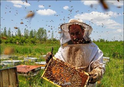 صنعت زنبورداری مورد بی مهری قرار گرفته است