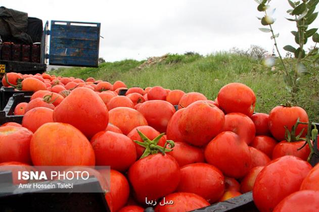 افزایش قیمت گوجه فرنگی مقطعی است