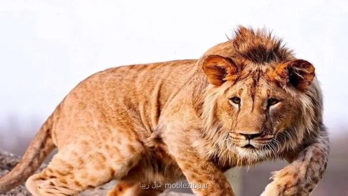 کالبد شکافی لاشه شیر تلف شده در الیمالات نور