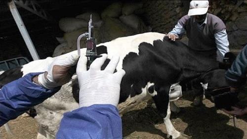 واکسیناسیون بالاتر از ۵۹ میلیون راس دام مقابل تب برفکی