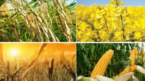 قیمت گذاری 31 قلم محصول کشاورزی به کجا رسید؟