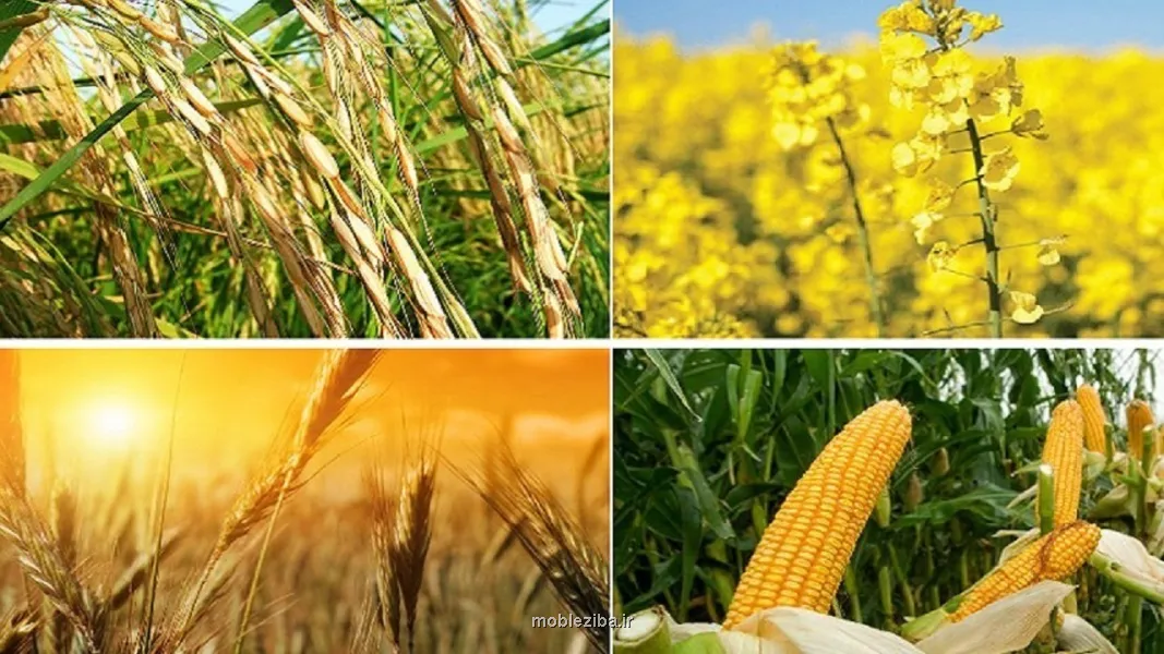 قیمت گذاری 31 قلم محصول کشاورزی به کجا رسید؟