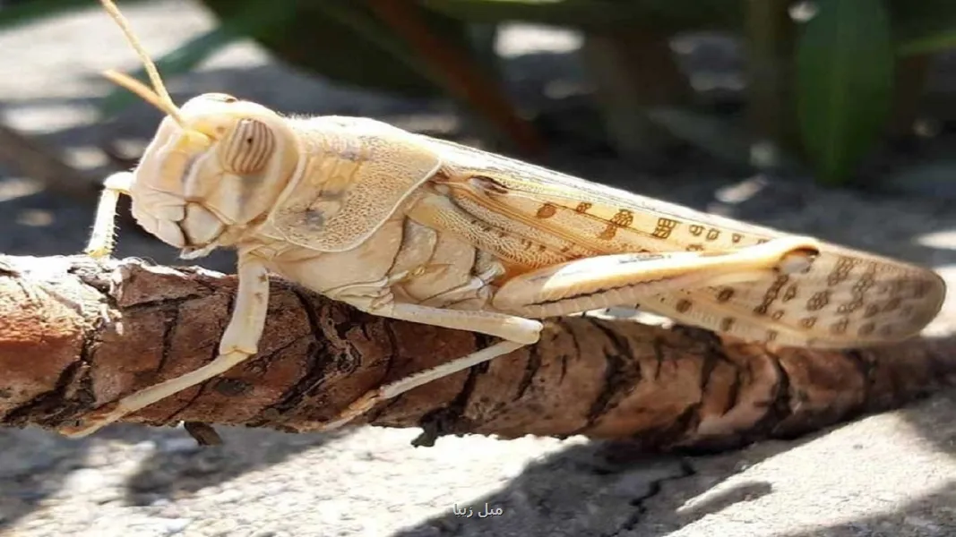 احتمال حمله ملخ صحرایی به استانهای جنوبی کشور