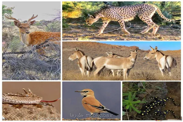 سیستم پایش بیماریهای حیات وحش برای اولین بار در تهران