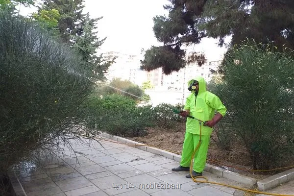 هشدار شورای شهر درباره ی گسترش آفت درختان