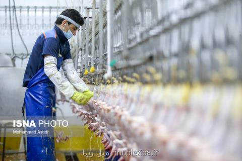 ایران جزو ۷ كشور اول تولیدكننده گوشت مرغ