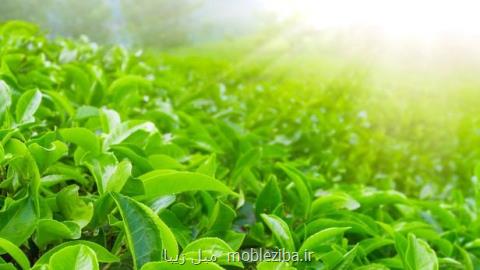 عرضه چای در بورس كالای منطقه آزاد انزلی