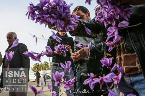 افزوده شدن 470 هكتار به مساحت باغات زعفران خراسان شمالی