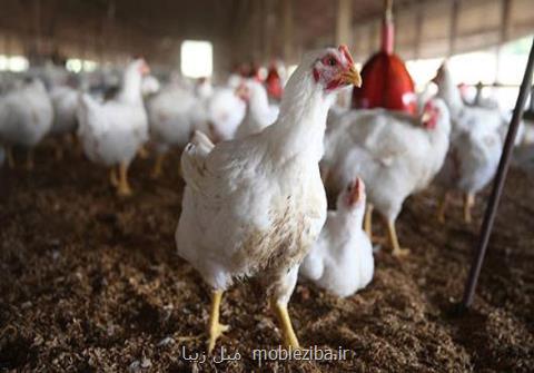 به مرغ های گوشتی هورمون رشد می زنند؟