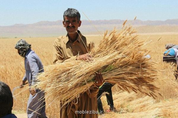 باید و نبایدهای خرید گندم در ایران