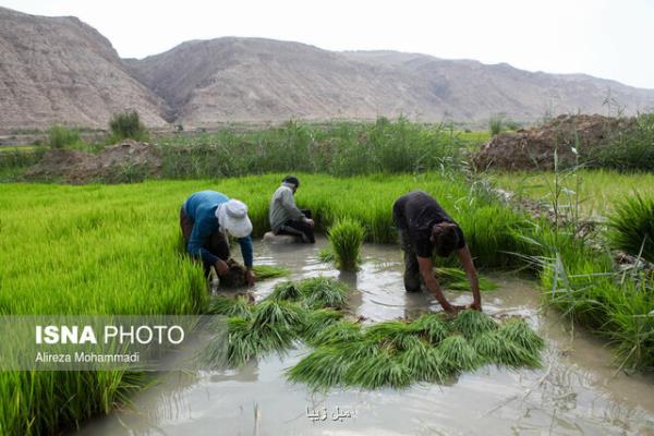 شاعری: قیمت خرید توافقی برنج هر چه سریع تر اعلام گردد