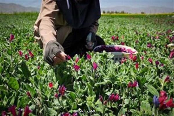 عقب ماندگی استان مركزی از بازار گیاهان دارویی